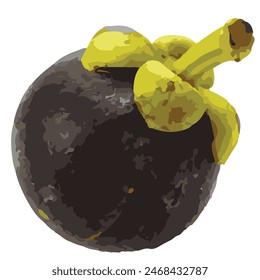 Mango Steen Fruit Vector Illustration EPS for Print