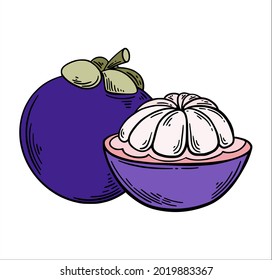 Mango Steen in purple and light green color, exotic tropic fruit  hand drawn sketch style isolated on white background. Hand drawn tropical food illustration. Vector illustration.