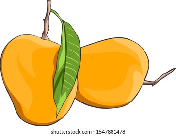 Mango sweet fruit vector illustration