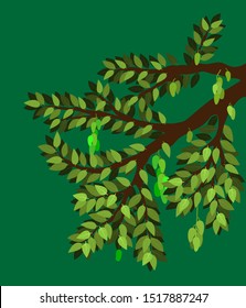 Mango and tree with big branch and element of leaf and many product. fruite and plant natural. vector illustration eps10.