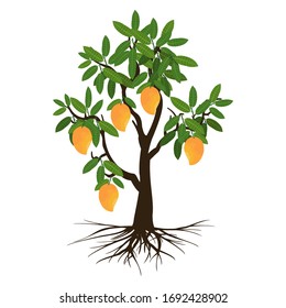 Mango tree, fruit and roots on a white background. Vector illustration