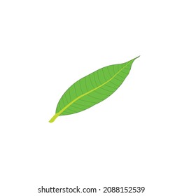Mango Tree Green Leaf Vector File.