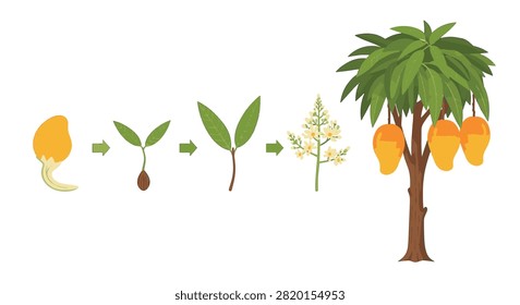 Mango tree growth cycle vector illustration showing life stages from seed germination, seedling, and young plant to flowering branch and mature tree with ripe fruit.