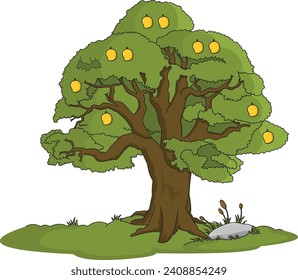 Mango tree isolated on white background