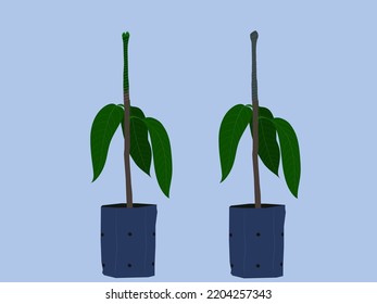 Mango tree on a blue background.