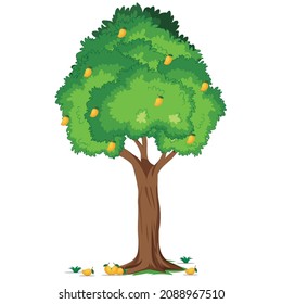 Mango-Baum auf weißem Hintergrund
