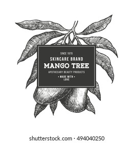 Mango tree vintage design template. Botanical mango fruit illustration. Engraved mango. Vector illustration