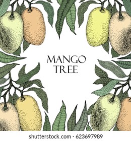 Mango tree vintage design template. Botanical fruit frame. Engraved. Retro illustration