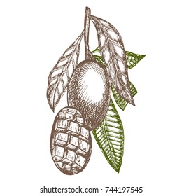 Mango tree vintage design template. Botanical mango fruit. Engraved mango. Vector illustration