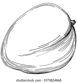 Mango tropical fruit sketch drawing vector. Engraved isolated organic food. Black white mango element on white background.