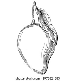 Mango tropical fruit sketch drawing vector. Engraved isolated organic food. Black white mango element on white background.