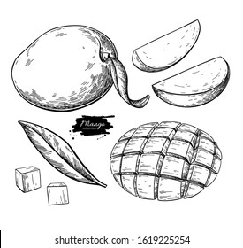 Mango vector drawing. Hand drawn tropical fruit illustration. Engraved summer fruit. Whole and sliced objects with leaves. Botanical vintage sketch for label, juice packaging design, menu