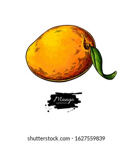 Mango vector drawing. Hand drawn tropical fruit illustration. Whole objects with leaves. Botanical vintage sketch for label, juice packaging design, menu