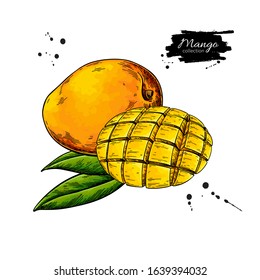 Mango vector drawing. Hand drawn tropical fruit illustration. Whole and sliced objects with leaves. Botanical vintage sketch for label, juice packaging design, menu