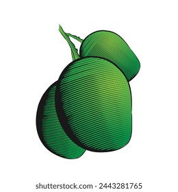 Ilustración vectorial de mango en estilo de grabado con color verde