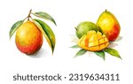 Mango, watercolor painting style illustration. Vector set.