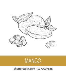 Mango. A whole fruit, a piece, a slice, a flower. Sketch. Monochrome.