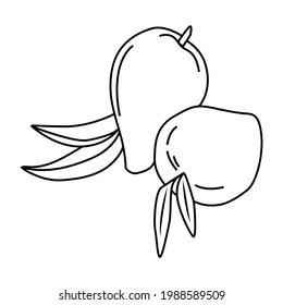 Mango, whole and sliced. For the design of social networks, web, advertising, banners, menus, recipes. Vector outline hand drawn illustration in doodle style