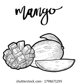 Mango whole and sliced, hand drawn vector, engraving style