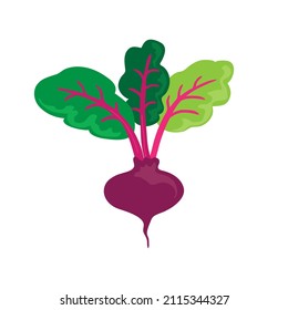 Mangold or beetroot or swiss chard. Healthy food nutrition product. Lifestyle concept, culinary herb.  Design element for menu, farm product promotion, healthy food, culinary.