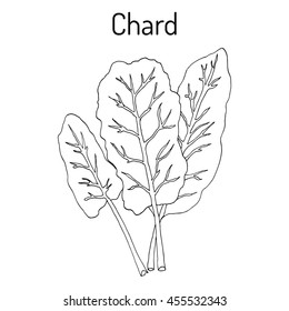 Mangold (Beta vulgaris) or Swiss chard, silverbeet, spinach beet, bright lights. Hand drawn botanical vector illustration