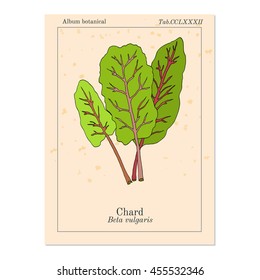 Mangold (Beta Vulgaris) Or Swiss Chard, Silverbeet, Spinach Beet, Bright Lights. Hand Drawn Botanical Vector Illustration