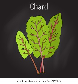 Mangold (Beta Vulgaris) Or Swiss Chard, Silverbeet, Spinach Beet, Bright Lights. Hand Drawn Botanical Vector Illustration