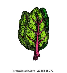 Mangold-Schinken handgezeichnet. frisches Grün, Rübenstrauch, Spinatblätter Mangold Kard Vektorgrafik. einzelne Farbgrafik
