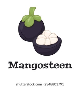 Mangosteen design with isolated whole and halved sweet tropical fruit. Exotic vegan food in flat detailed vector style.