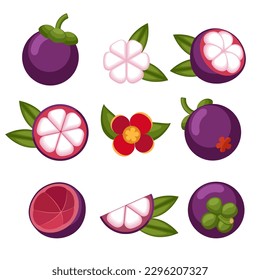 Mangosteen elements. Monkey fruits closeup icons, cartoon garcinia vector illustration peel seeds whole slice flower and leaves items isolated