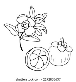 Mangosteen. Flower, fruit. Vector stock illustration eps10. Outline, isolate on white background. Hand drawn.