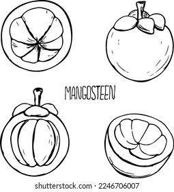 Mangosteen fruit black and white vector set isolated on a white background.