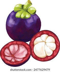 Ilustración de pintura botánica de fruta de mangostán