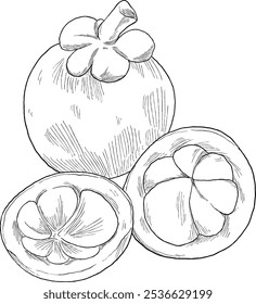 Ilustração de pintura botânica de fruta de mangostão