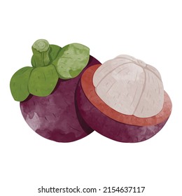 Mangosteen Fruchtdesign Elemente. Vektorgrafik im Aquarellstil.