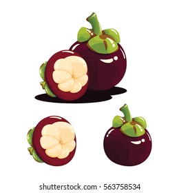 Mangosteen Fruit Fresh Realistic Vector Illustration