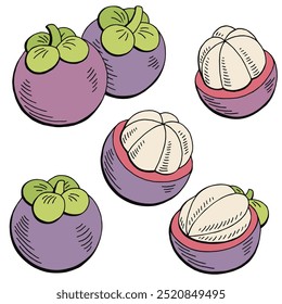Mangosteen fruit graphic color isolated sketch illustration vector