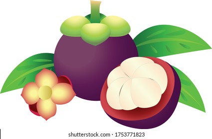 Mangosteen fruit illustration. Mangosteens, whole and a half of fruit with leaves and flowers Isolated on white background
