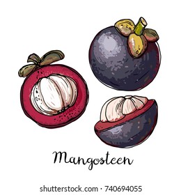 Mangosteen. Fruits drawn by a line on a white background. Fruits from Thailand. Food sketch lines.
