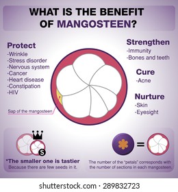 Mangosteen illustrator vector infographics