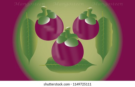 Mangosteen illustrator vector on beautiful background