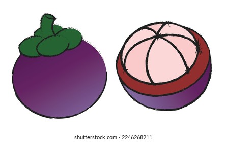 Mangosteen isolated vector set on white background , fruit line art vector isolated