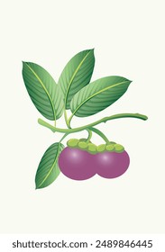 Mangosteen with large leafs and plant