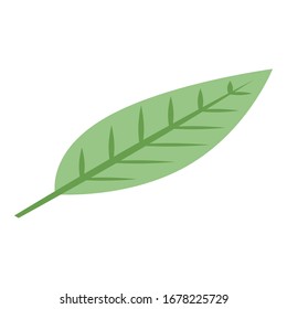 Mangosteen leaf icon. Isometric of mangosteen leaf vector icon for web design isolated on white background