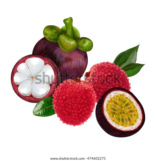 Mangosteen Lychee Passion Fruit Lychee Fruit Stock Vector Royalty