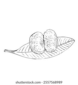 Mangosteen or mandarin fruit slices on a leaf ink vector illustration isolated on white background. High quality hand drawn art for food design, packages, restaurant menu, food ads, label, logo decor.