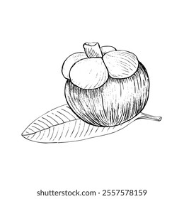 Mangosteen en una Ilustración vectorial gráfica de tinta de hoja aislada sobre fondo blanco. Arte blanco y negro dibujado a mano de alta calidad para el diseño de alimentos, paquetes, menú del restaurante, anuncios de frutas, etiqueta, decoración del logotipo.