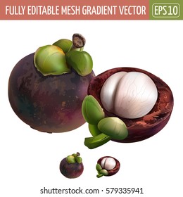 Mangosteen on white background. Vector illustration
