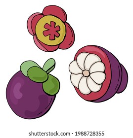 Mangosteen set. Broken fruit, flower. Hand-drawn style. White background, isolate. Vector illustration.	