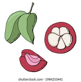 Mangosteen set. Half of the Fruit, leaf. Hand-drawn style. White background, isolate. Vector illustration.
